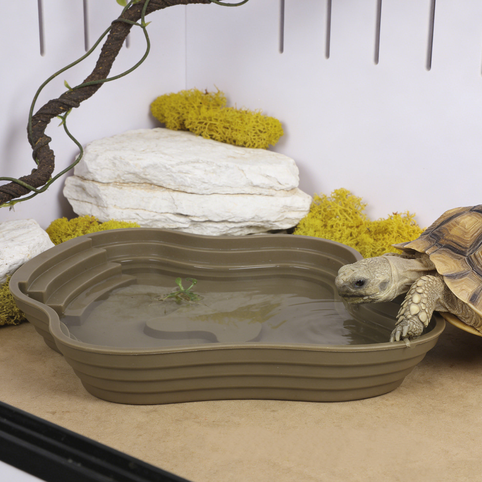 Large Turtle Reptile Bathing P - Water Dish Reptile ulasan dan harga
