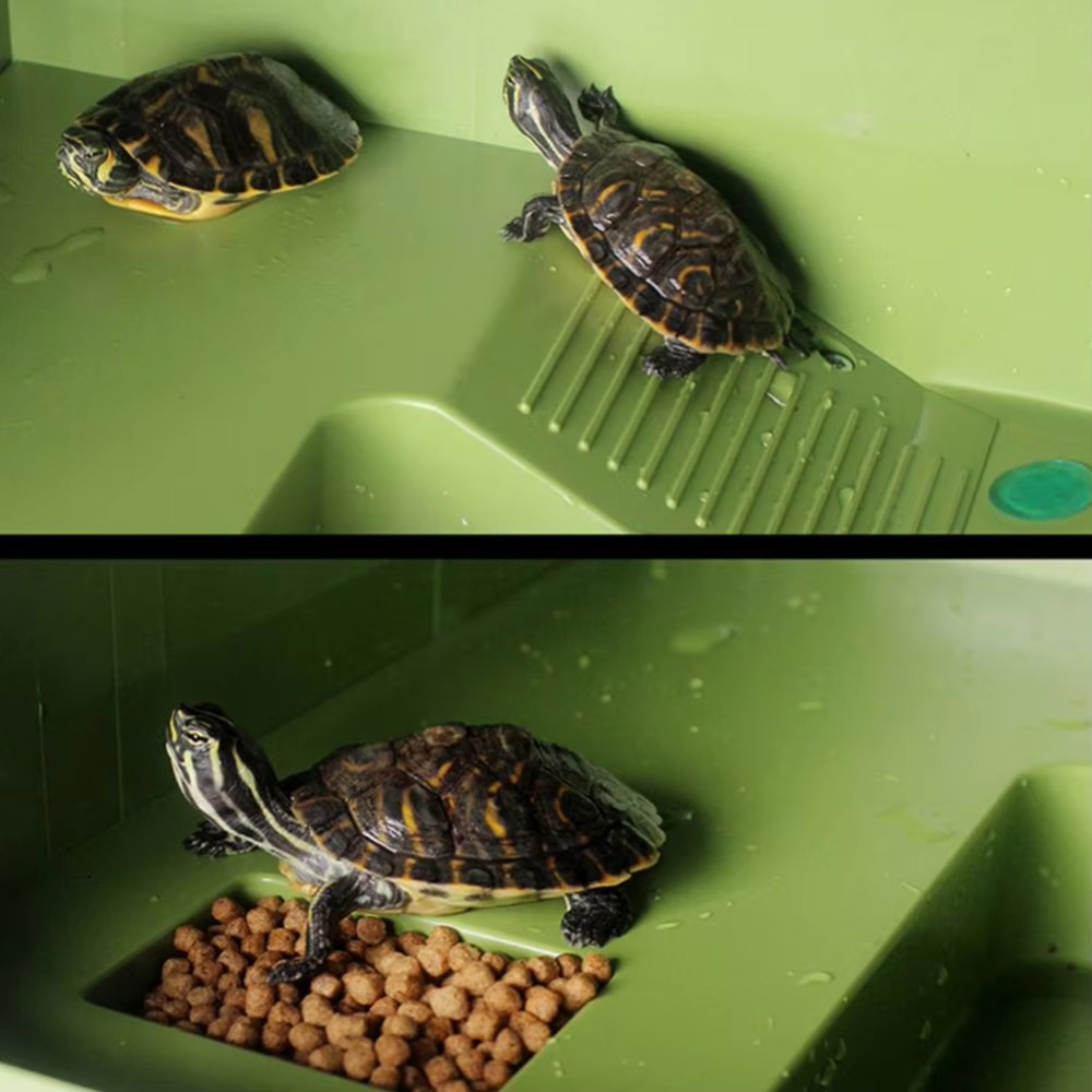 Water Land Slope Box Feeding C - Water Dish Reptile ulasan dan harga